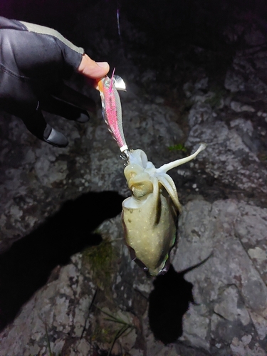 コウイカの釣果