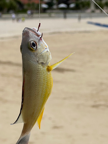 ヤマトビーの釣果