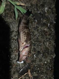 オオモンハタの釣果