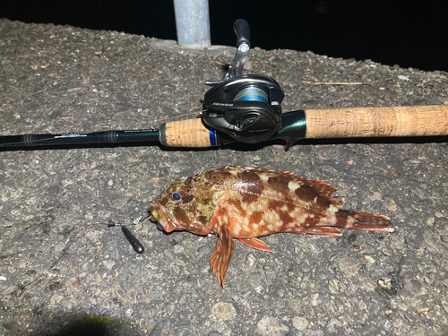 カサゴの釣果