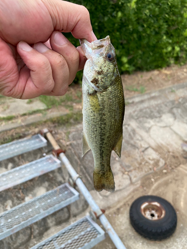 ラージマウスバスの釣果