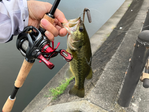 ラージマウスバスの釣果