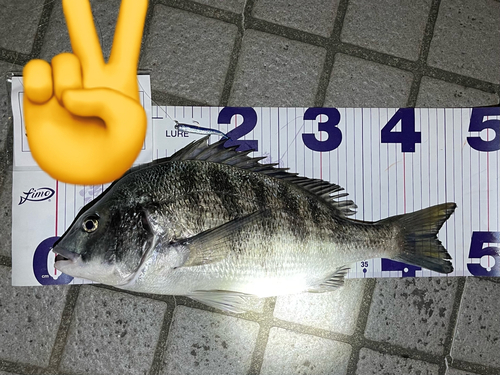 クロダイの釣果