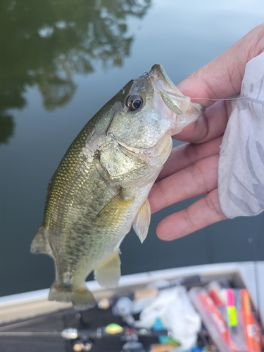 ラージマウスバスの釣果