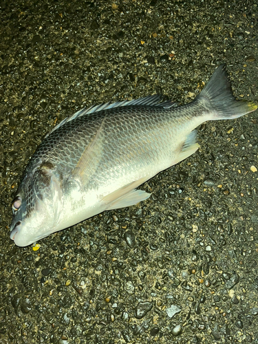 キビレの釣果