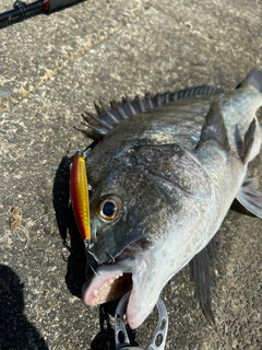 クロダイの釣果