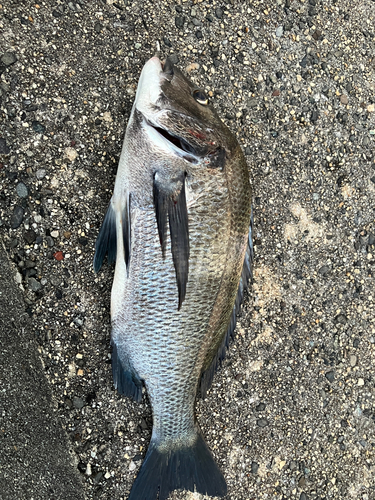 クロダイの釣果