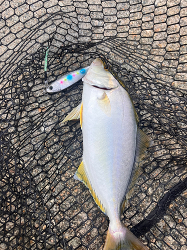 ショゴの釣果