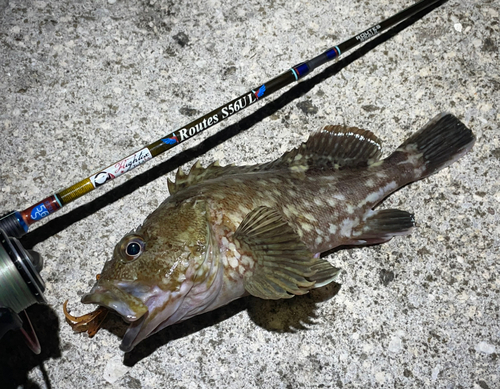 カサゴの釣果