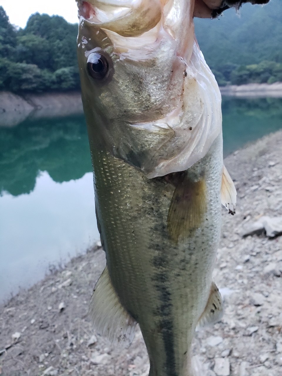 ブラックバス