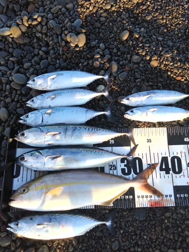 ショゴの釣果