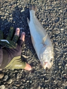 シログチの釣果