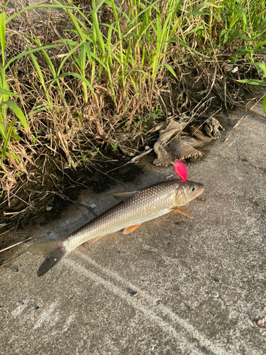 釣果