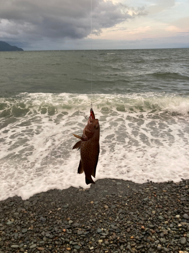 オオモンハタの釣果