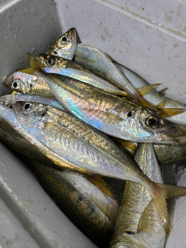 アジの釣果