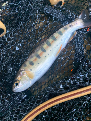 ヤマメの釣果