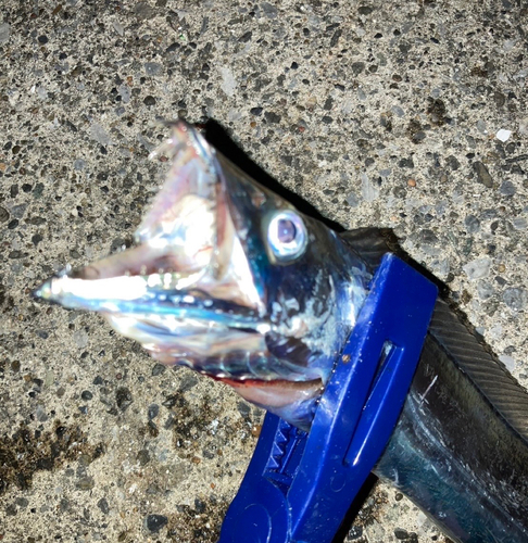 タチウオの釣果