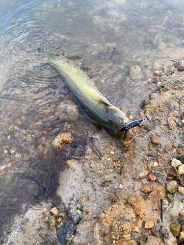 ナマズの釣果