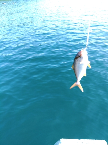 ショゴの釣果