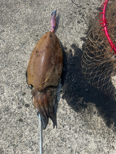 コウイカの釣果