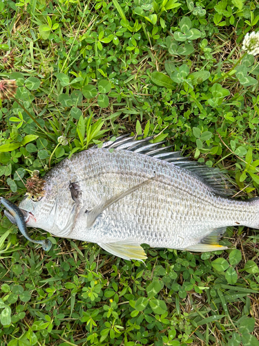 キビレの釣果