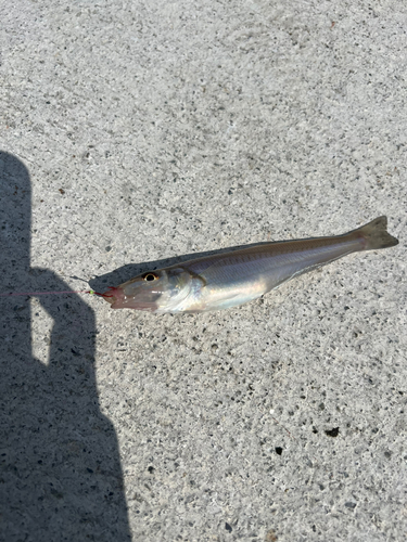 キスの釣果