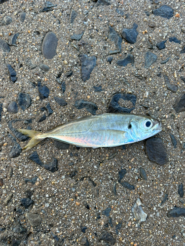 マアジの釣果