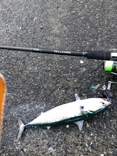 ソウダガツオの釣果