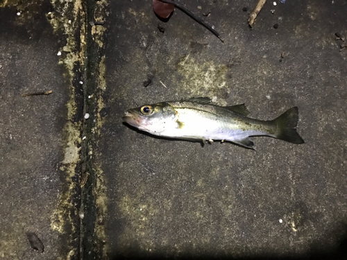 セイゴ（マルスズキ）の釣果