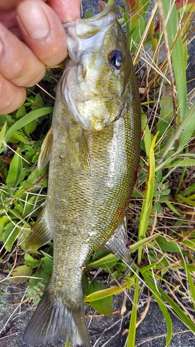 スモールマウスバスの釣果