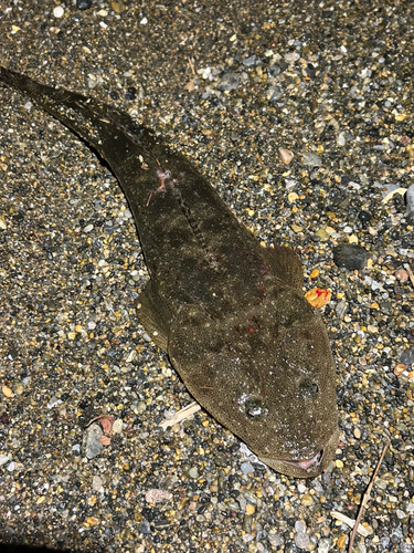 マゴチの釣果