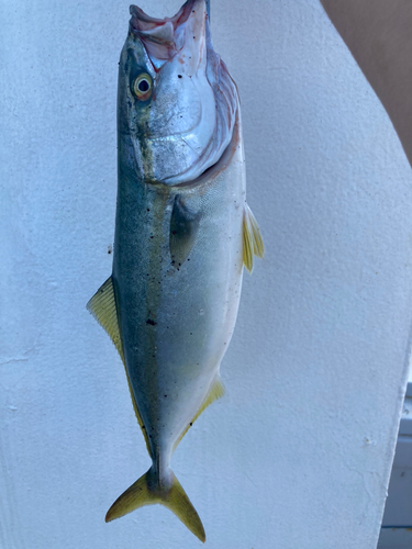 ショゴの釣果