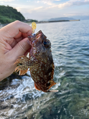 ネリゴの釣果