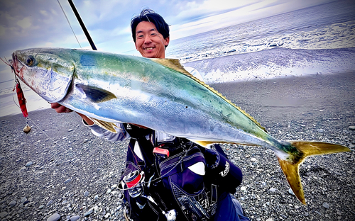 ブリの釣果