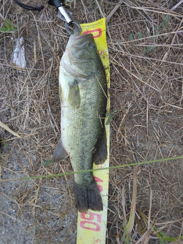 ブラックバスの釣果