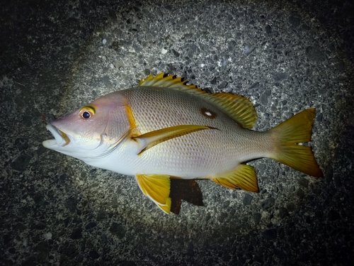 シブダイの釣果