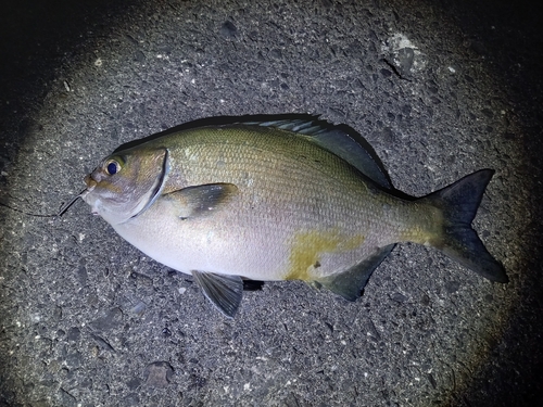 イスズミの釣果