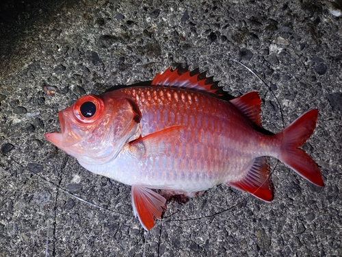 イットウダイの釣果