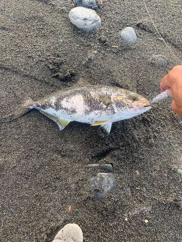 ショゴの釣果