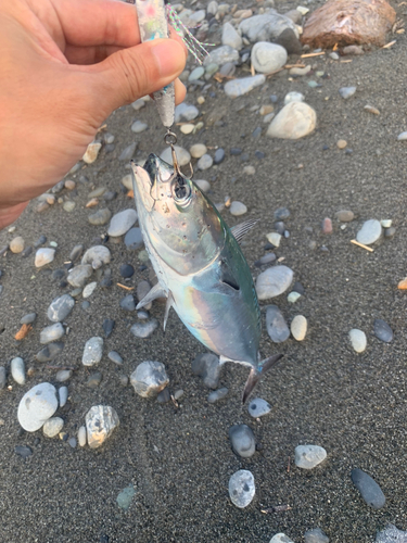 ソウダガツオの釣果