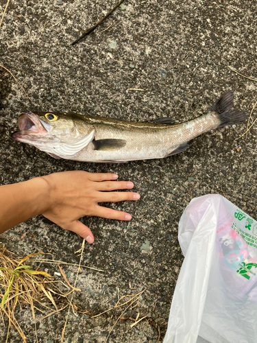 スズキの釣果