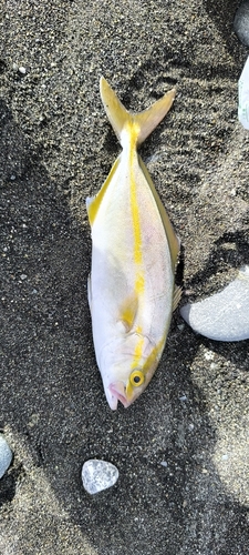 ショゴの釣果