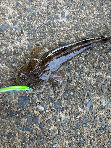 マゴチの釣果