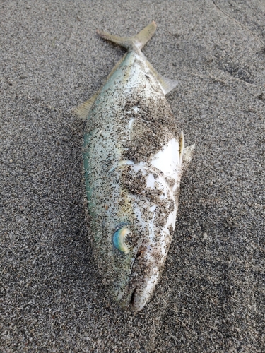 ワカシの釣果