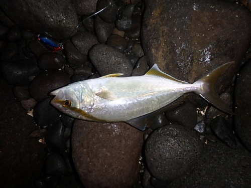 ネリゴの釣果