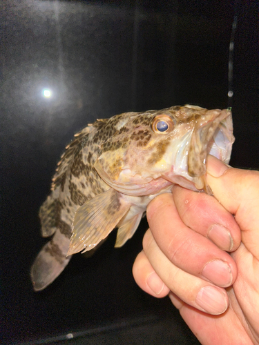 タケノコメバルの釣果