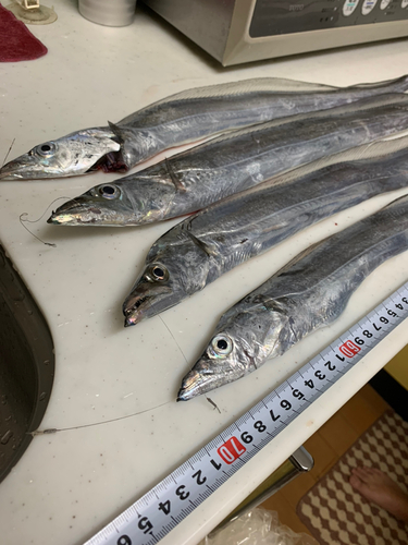 タチウオの釣果