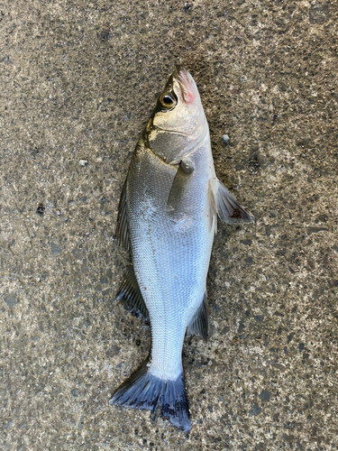 セイゴ（マルスズキ）の釣果