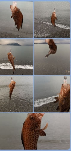 オオモンハタの釣果