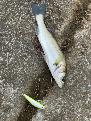 セイゴ（マルスズキ）の釣果